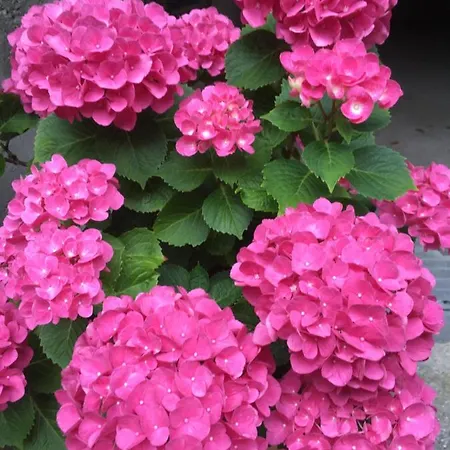 House Natura With Garden *