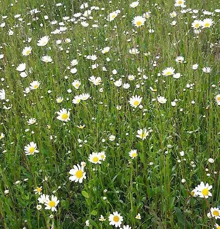 House Natura With Garden