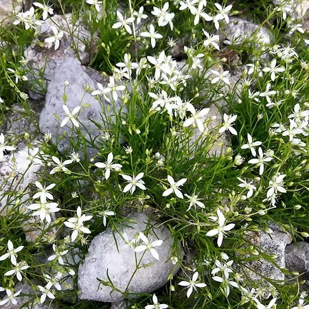 شقة House Natura With Garden *