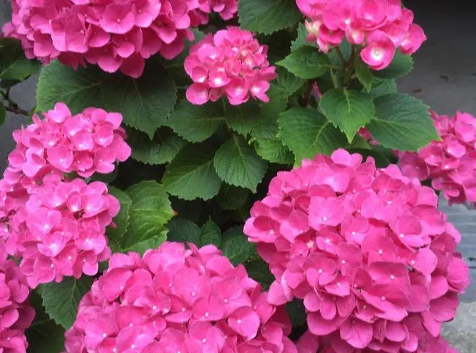 House Natura With Garden *