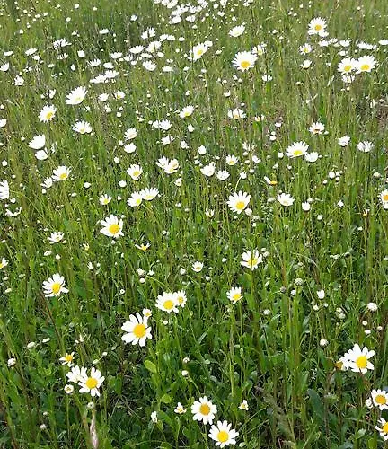 House Natura With Garden