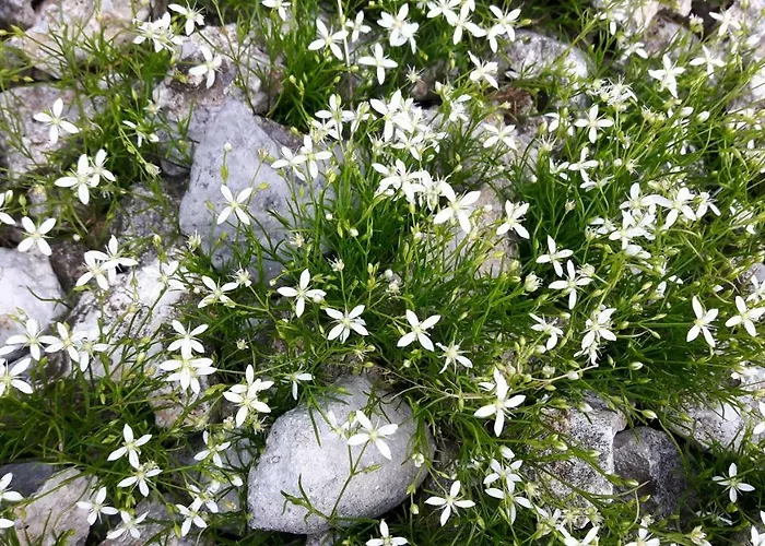 דירה House Natura With Garden *